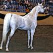 Al Fahiir