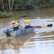Rescuing a cow during January 2011 floods.