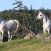 Zamir (left) & Naadem (right)