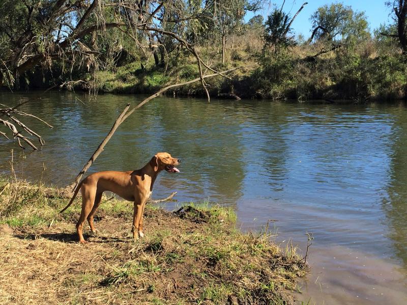 Ruby at 6 months old