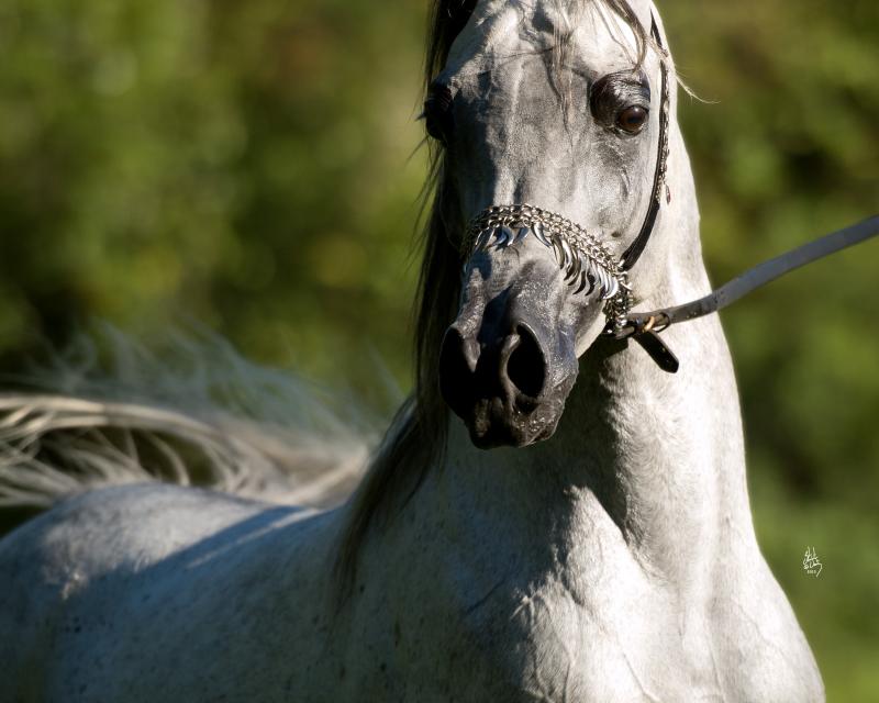 Jadaan Al Shaqab