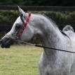 Jadaan Al Shaqab (imp Qatar)