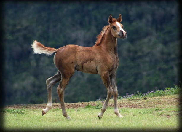 Z'Alshimmah at 6 weeks of age (2008)