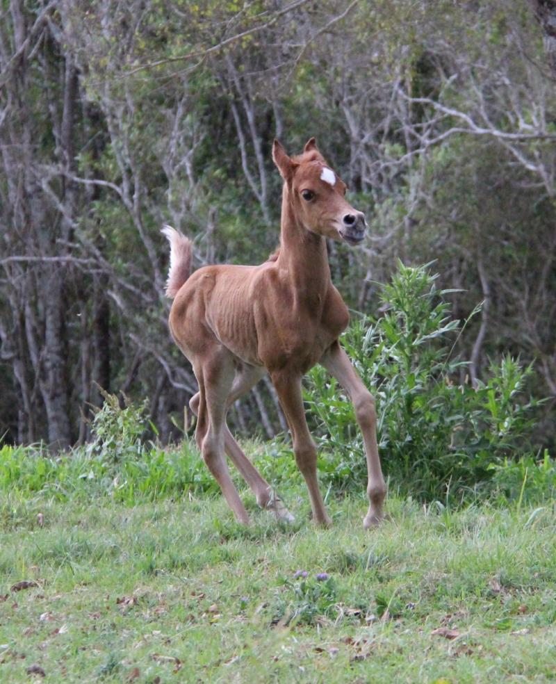 Zafiira at a few days old