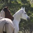 Geldings