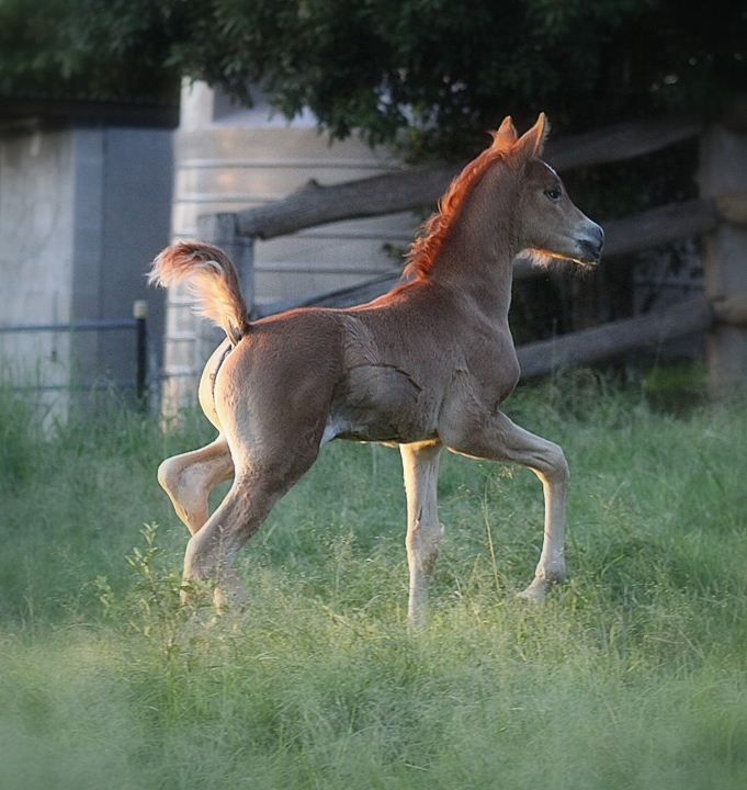 Zhivaago at 2 weeks of age