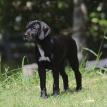 Ebony at 12 weeks of age