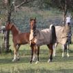 Mares showing off