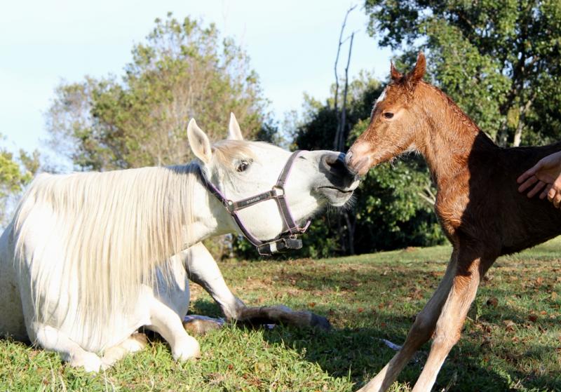 Newborn colt